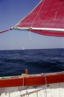 Albatros