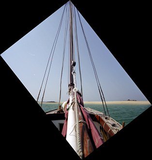 Albatros