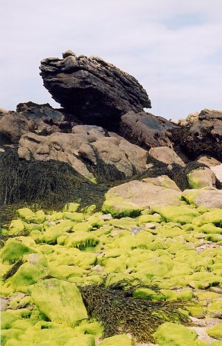 Retour  l'accueil Chausey
