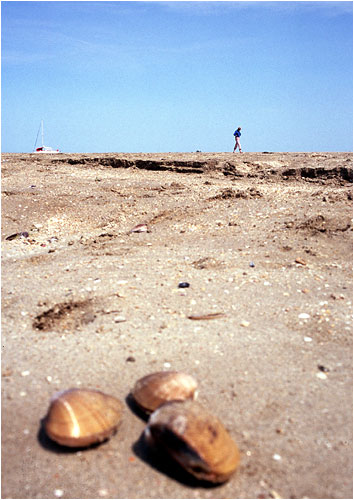 Retour  l'accueil Chausey
