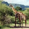 Girafe