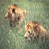 Lions